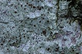 Lecanora subimmergens image