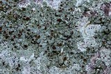 Lecanora subimmergens image