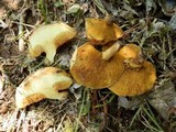 Suillus kaibabensis image