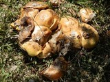 Suillus kaibabensis image