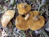 Suillus kaibabensis image