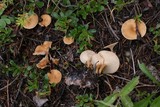 Lepista flaccida image