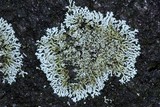 Physcia subtilis image
