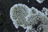 Physcia subtilis image