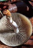 Psilocybe subaeruginosa image