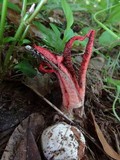 Clathrus archeri image
