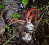 Clathrus archeri image