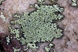 Buellia stigmaea image