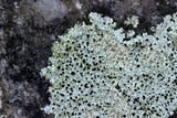 Buellia stigmaea image