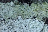 Buellia stigmaea image