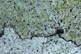 Buellia stigmaea image