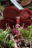 Tubaria rufofulva image