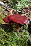 Tubaria rufofulva image