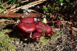 Tubaria rufofulva image