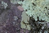Buellia stigmaea image