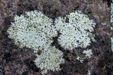 Buellia stigmaea image