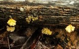 Xylaria cubensis image