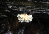 Xylaria cubensis image