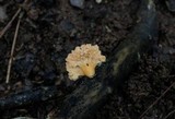 Xylaria cubensis image