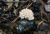 Xylaria cubensis image