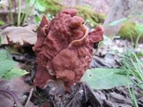 Gyromitra brunnea image