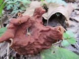 Gyromitra brunnea image