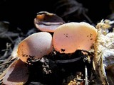 Peziza violacea image
