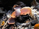 Peziza violacea image
