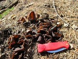 Peziza violacea image