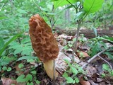 Morchella americana image