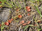 Image of Scutellinia minor