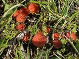 Scutellinia minor image