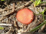 Scutellinia minor image