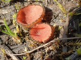 Scutellinia minor image
