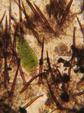 Scutellinia minor image