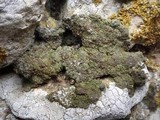 Lecidoma demissum image
