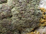 Lecidoma demissum image