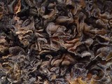Collema auriforme image