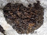 Collema auriforme image