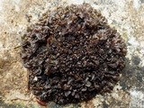 Leptogium schraderi image