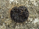 Leptogium schraderi image