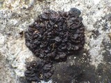 Leptogium schraderi image