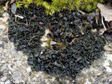 Collema polycarpon image