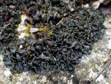 Collema polycarpon image