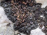 Collema polycarpon image
