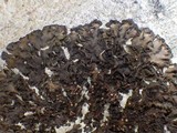 Collema latzelii image