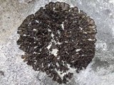 Collema latzelii image