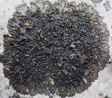 Collema latzelii image