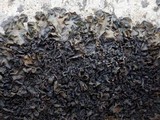 Collema latzelii image