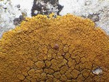 Caloplaca thallincola image